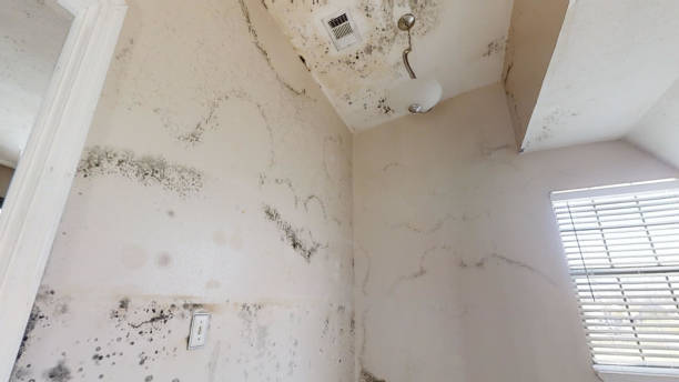 Best Mold-Related Health Consultation  in Moorestown Lenola, NJ