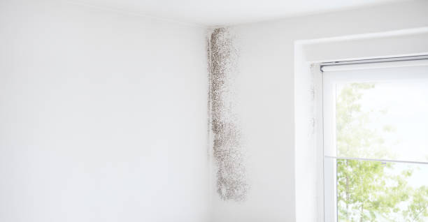 Best Mold Damage Restoration  in Moorestown Lenola, NJ
