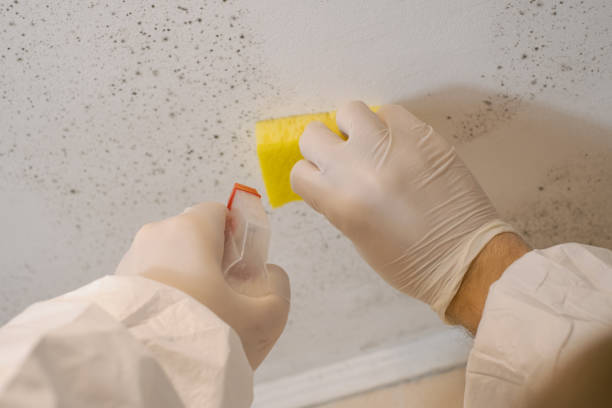 Mold Odor Removal Services in Moorestown Lenola, NJ