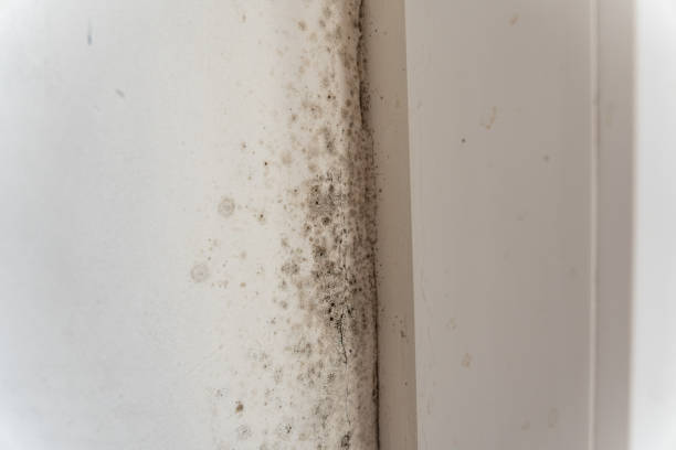 Best Mold Removal for HVAC Installations  in Moorestown Lenola, NJ