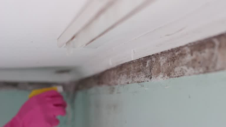 Best Mold Damage Restoration  in Moorestown Lenola, NJ